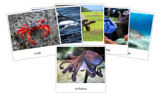 Pacific Safari TOOB Cards - Montessori Print Shop Digital Download