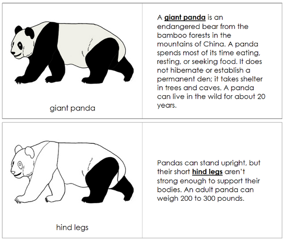 Parts of a Giant Panda Nomenclature Book - Montessori Print Shop Digital Download