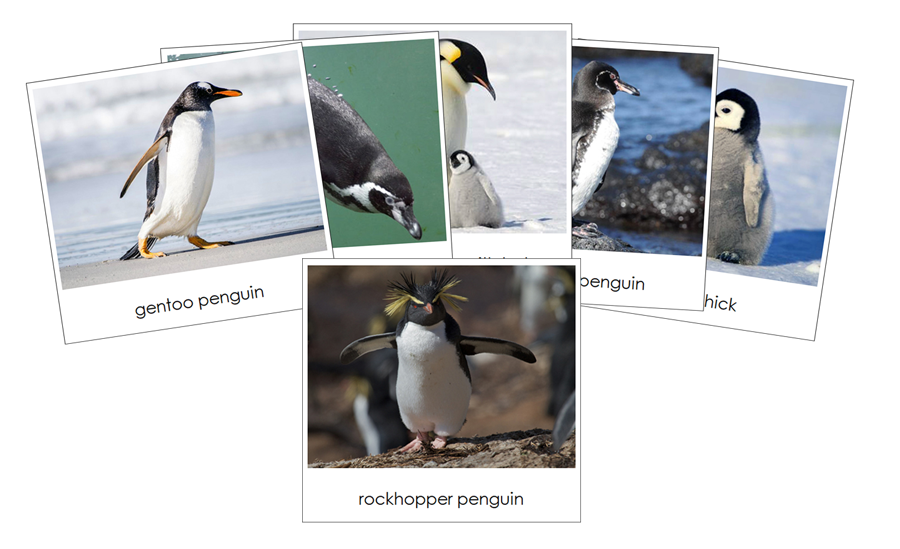 Penguins Safari Toob Cards - Montessori Print Shop Digital Download