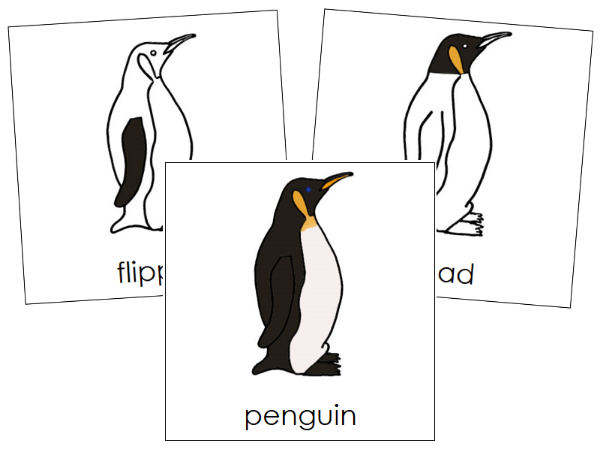 Parts of a Penguin 3-Part Nomenclature Cards - Montessori Print Shop Digital Download