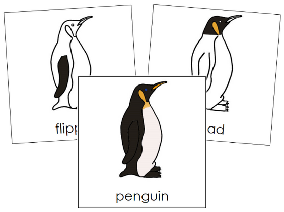 Parts of a Penguin 3-Part Nomenclature Cards - Montessori Print Shop Digital Download