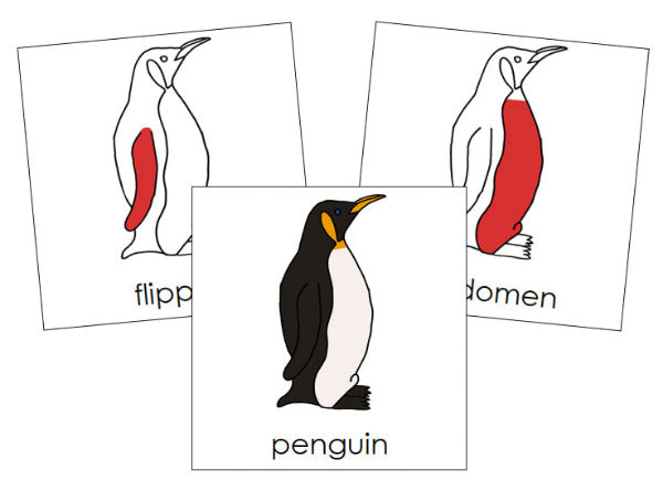 Parts of a Penguin 3-Part Nomenclature Cards (red) - Montessori Print Shop Digital Download