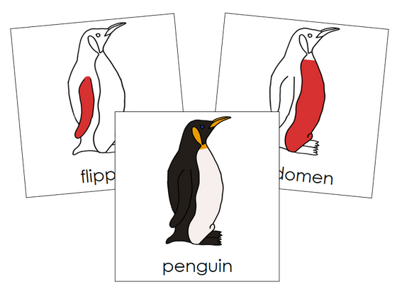 Parts of a Penguin Nomenclature Cards (red) - Montessori Print Shop