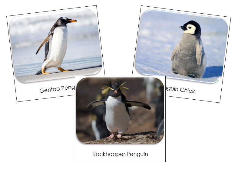 Penguins Safari Toob Cards - Montessori Print Shop