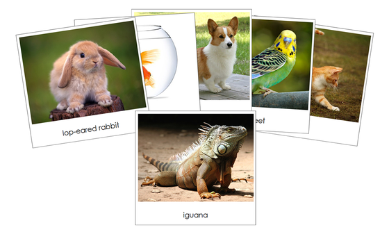 Pets Safari Toob Cards - Montessori Print Shop Digital Download