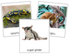 Pets Set 2 3-Part Cards - Montessori Print Shop