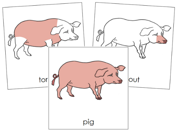 Parts of a Pig 3-Part Nomenclature Cards - Montessori Print Shop Digital Download