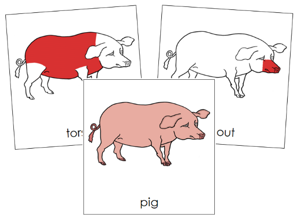 Parts of a Pig Nomenclature Cards (red) - Montessori Print Shop Digital Download