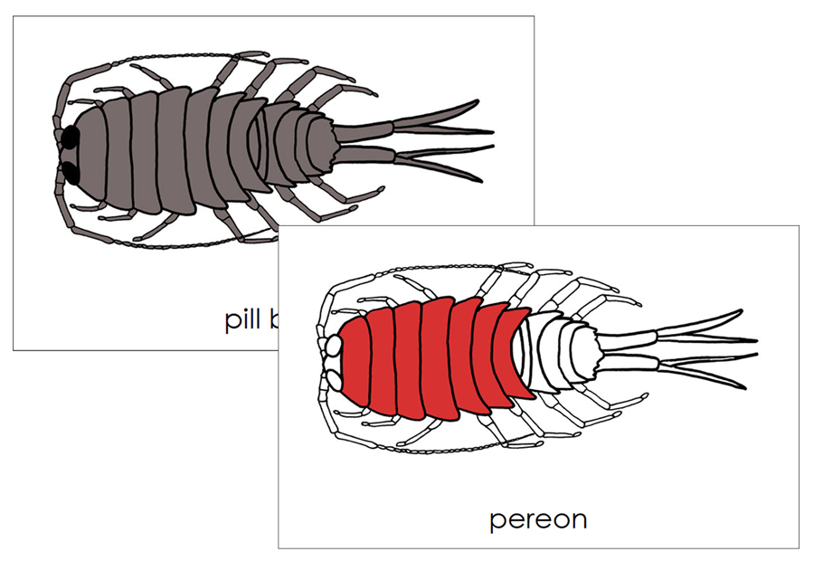 Parts of a Pill Bug Nomenclature Cards (red) - Montessori Print Shop Digital Download