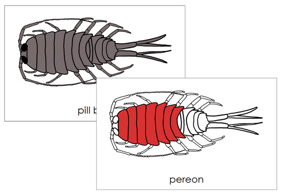 Parts of a Pill Bug Nomenclature Cards (red) - Montessori Print Shop Digital Download