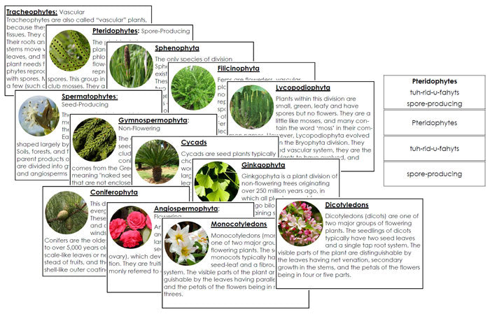 Plant Kingdom Information Cards - Montessori Print Shop Digital Download