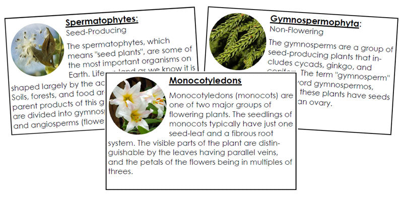 Plant Kingdom Information Cards - Montessori Print Shop Digital Download