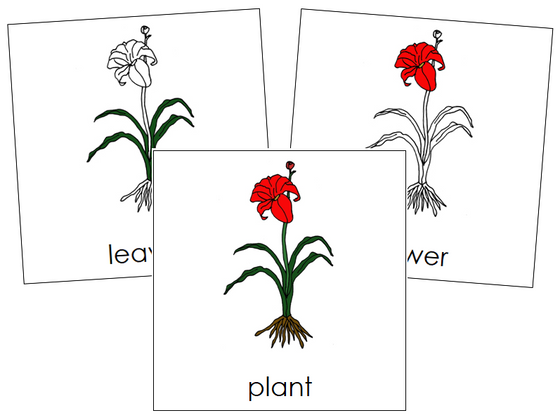 Plant Nomenclature Cards - Montessori Print Shop