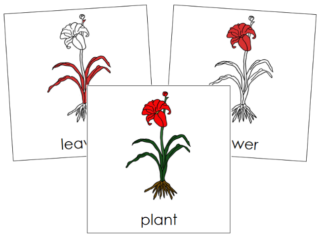 Plant Nomenclature Cards (red) - Montessori Print Shop Digital Download