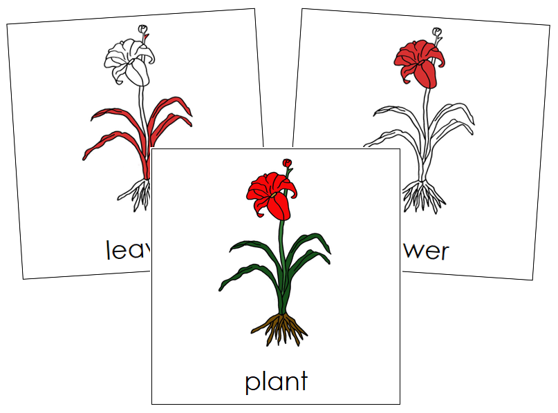 Plant Nomenclature Cards (red) - Montessori Print Shop