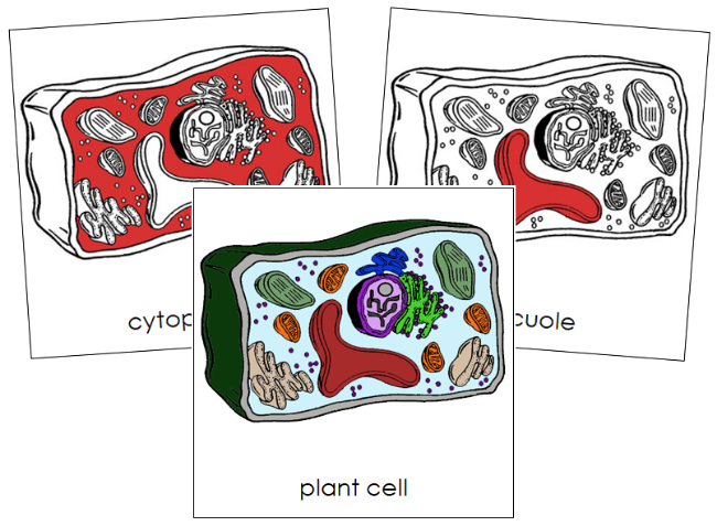 Plant Cell Nomenclature Cards (red) - Montessori Print Shop Digital Download