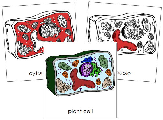 Plant Cell Nomenclature Cards (red) - Montessori Print Shop