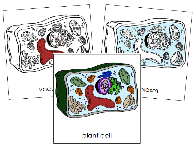 Plant Cell Nomenclature Cards - Montessori Print Shop Digital Download