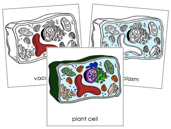 Plant Cell Nomenclature Cards - Montessori Print Shop