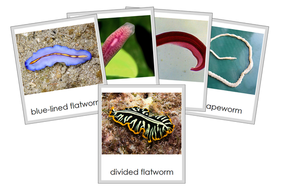 Types of Platyhelminthes 3-Part Cards (Animal Kingdom) - Montessori Print Shop Digital Download