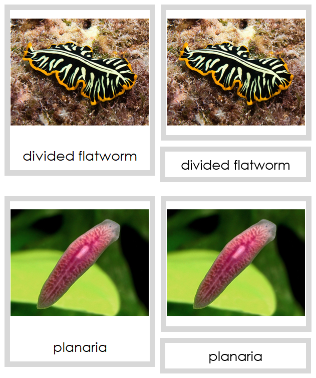Platyhelminthes Cards - Montessori Print Shop Digital Download