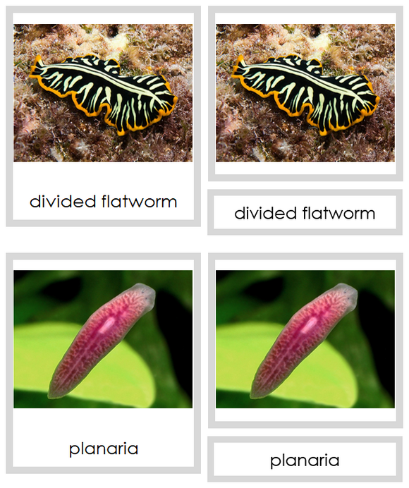 Phylum Platyhelminthes (color) - Montessori Print Shop