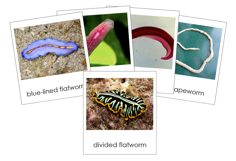 Types of Platyhelminthes 3-Part Cards (Animal Kingdom) - Montessori Print Shop Digital Download