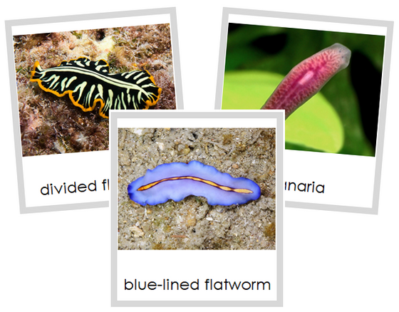 Phylum Platyhelminthes (color) - Montessori Print Shop