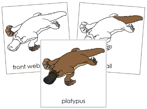 Parts of a Platypus 3-Part Nomenclature Cards - Montessori Print Shop Digital Download
