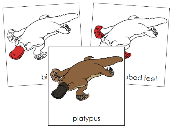 Parts of a Platypus Nomenclature Cards (red) - Montessori Print Shop Digital Download
