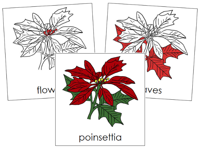 Poinsettia Nomenclature Cards (red) - Montessori Print Shop Digital Download
