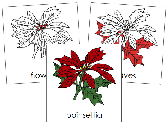 Poinsettia Nomenclature Cards (red) - Montessori Print Shop