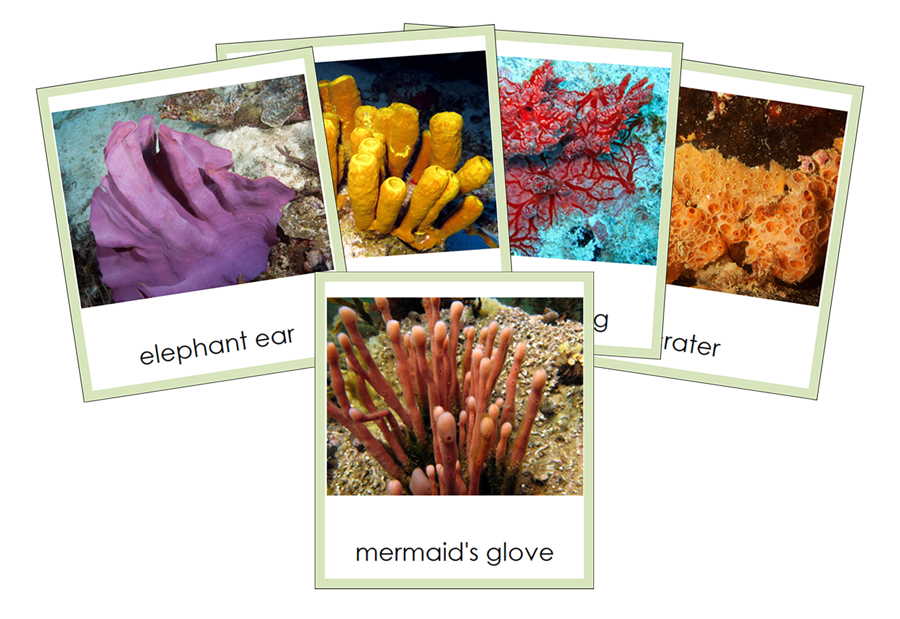 Types of Porifera 3-Part Cards (Animal Kingdom) - Montessori Print Shop Digital Download