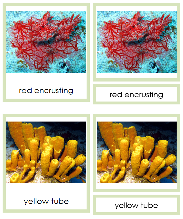 Porifera Cards - Montessori Print Shop Digital Download
