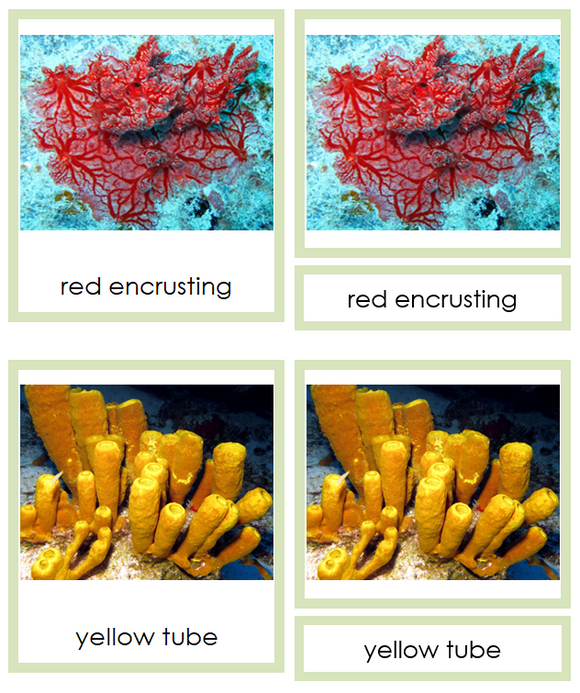 Phylum Porifera (color) - Montessori Print Shop