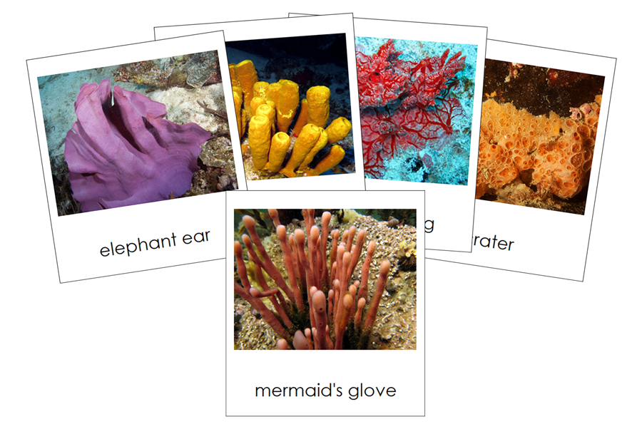 Types of Porifera 3-Part Cards (Animal Kingdom) - Montessori Print Shop Digital Download