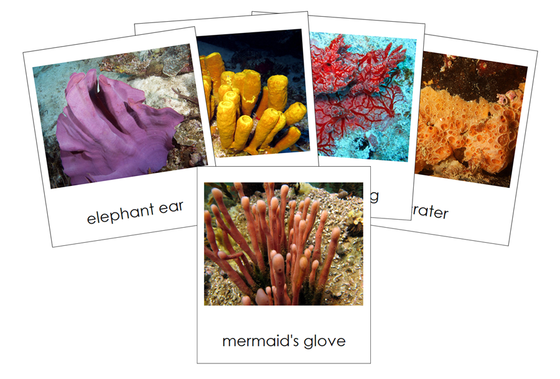 Types of Porifera 3-Part Cards (Animal Kingdom) - Montessori Print Shop Digital Download