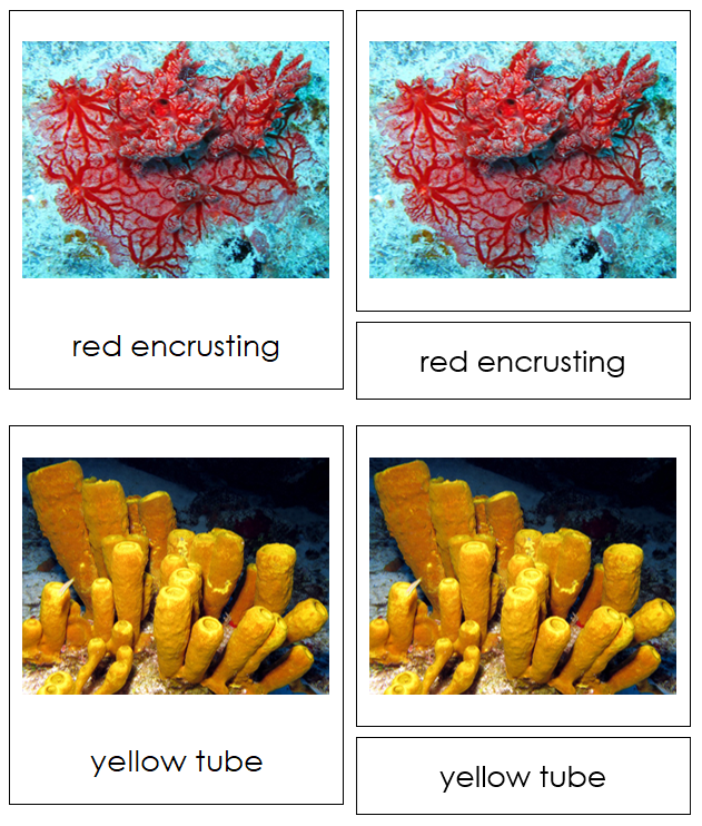 8 types of Porifera (Animal Kingdom) - Montessori Print Shop Digital Download