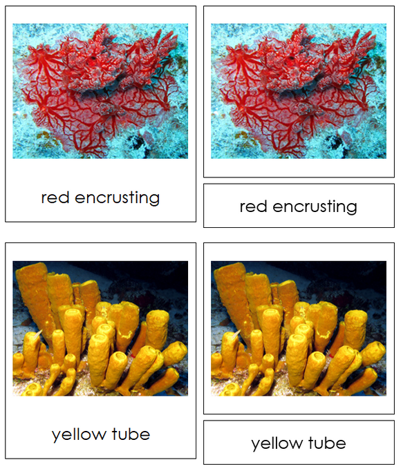 Phylum Porifera - Montessori Print Shop