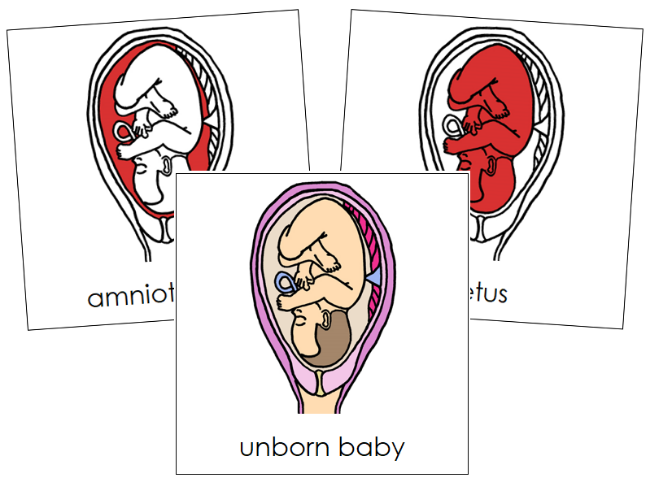 Pregnancy Nomenclature Cards (red) - Montessori Print Shop Digital Download