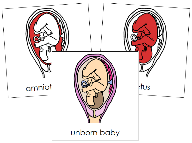 Unborn Baby Nomenclature Cards (red) - Montessori Print Shop