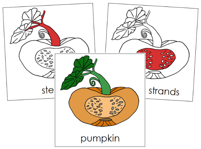 Pumpkin Nomenclature Cards (red) - Montessori Print Shop Digital Download