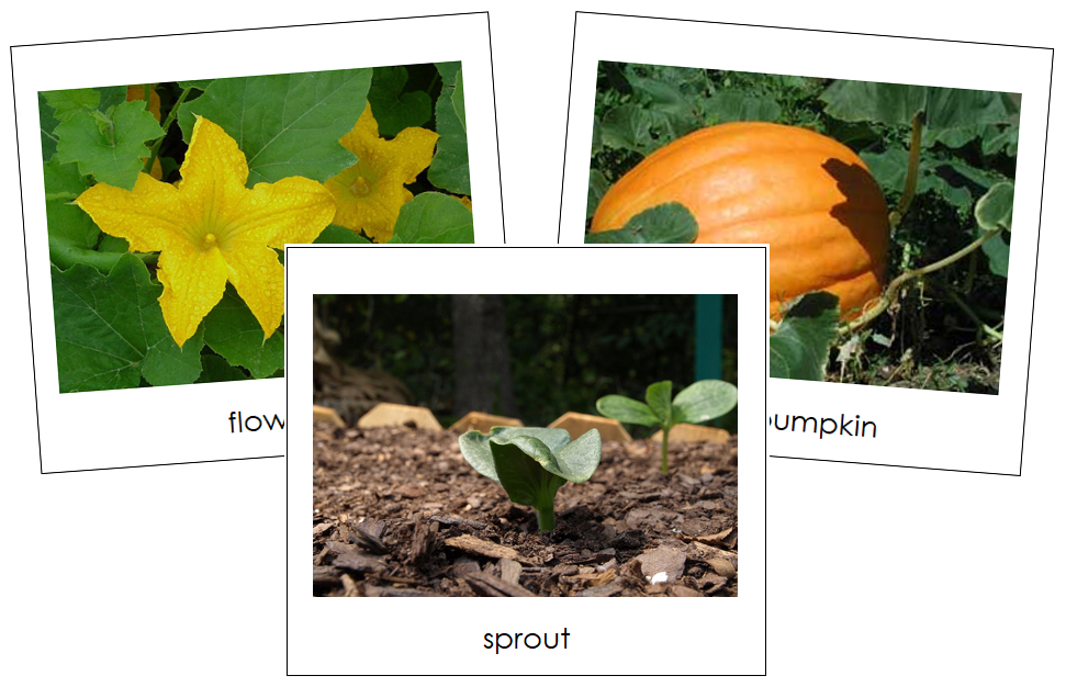 Pumpkin Life Cycle Cards - Toddler Cards - Montessori Print Shop Digital Download