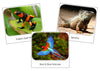 Rainforest Safari Toob Cards - Montessori Print Shop