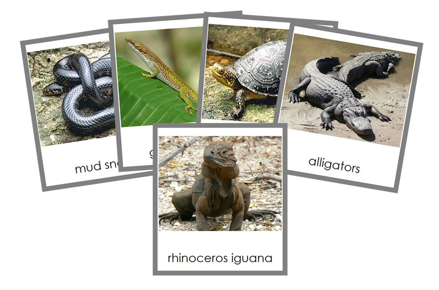 Reptile 3-Part Cards - Animal Kingdom Cards - Montessori Print Shop Digital Download