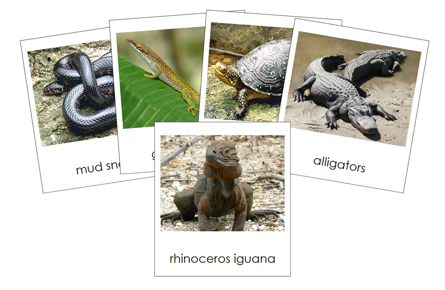 Types of Reptiles 3-Part Cards - Animal Kingdom Cards - Montessori Print Shop Digital Download