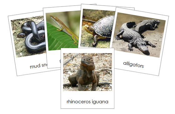 Types of Reptiles 3-Part Cards - Animal Kingdom Cards - Montessori Print Shop Digital Download