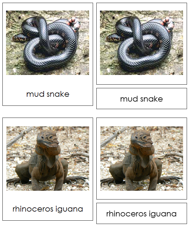Types of Reptiles 3-Part Cards - Animal Kingdom Cards - Montessori Print Shop