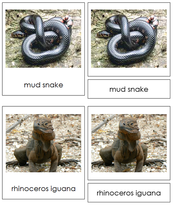 Types of Reptiles 3-Part Cards - Animal Kingdom Cards - Montessori Print Shop Digital Download