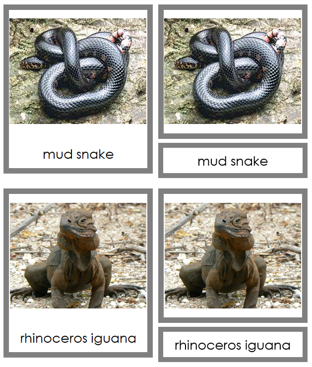 Reptile 3-Part Cards - Animal Kingdom Cards - Montessori Print Shop Digital Download
